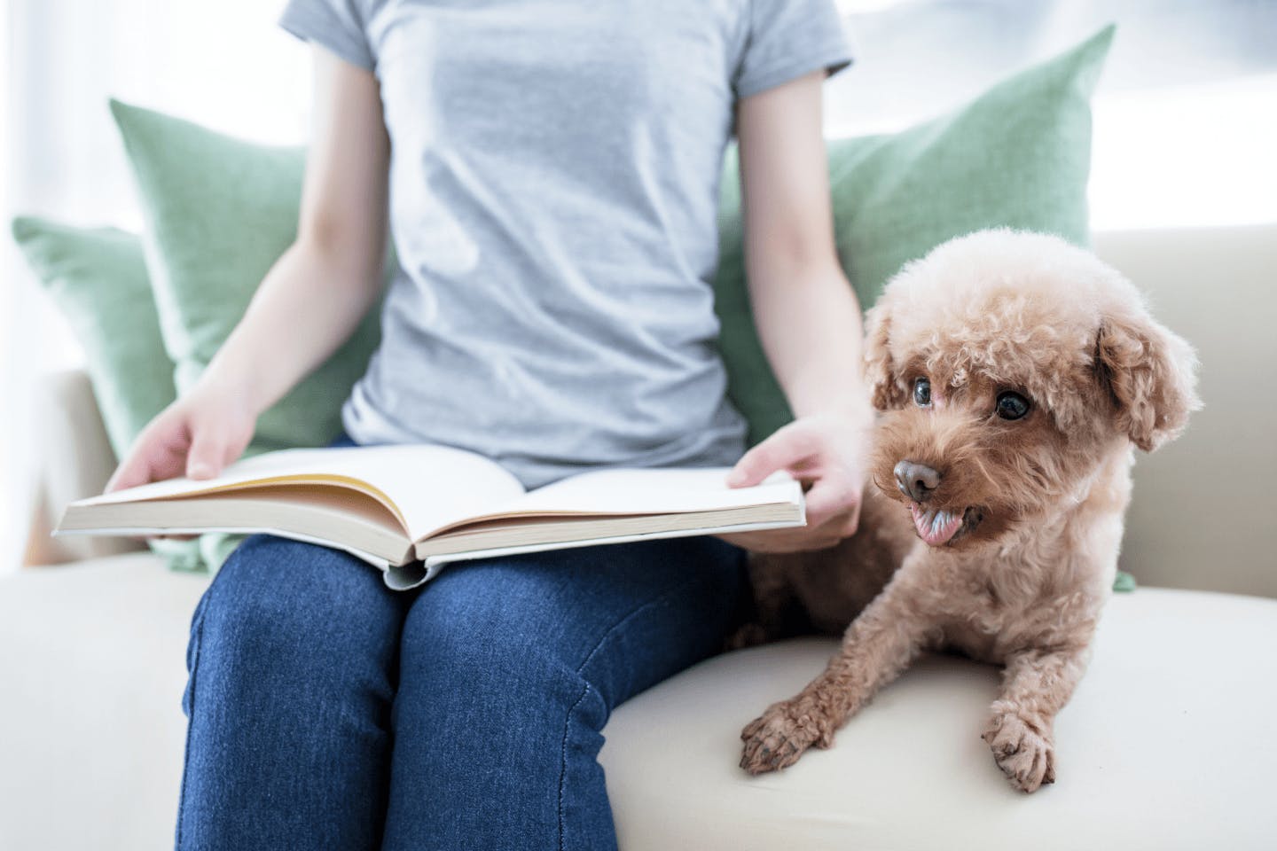 人気の室内犬7選！飼いやすい犬種の条件や部屋づくりのポイントを紹介