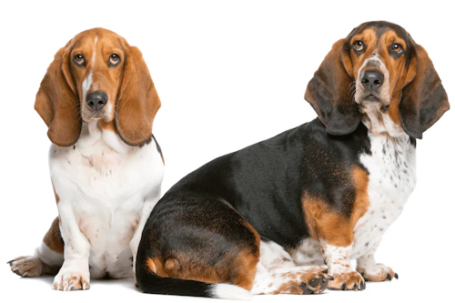 9f615a45-basset_hound_2-min.