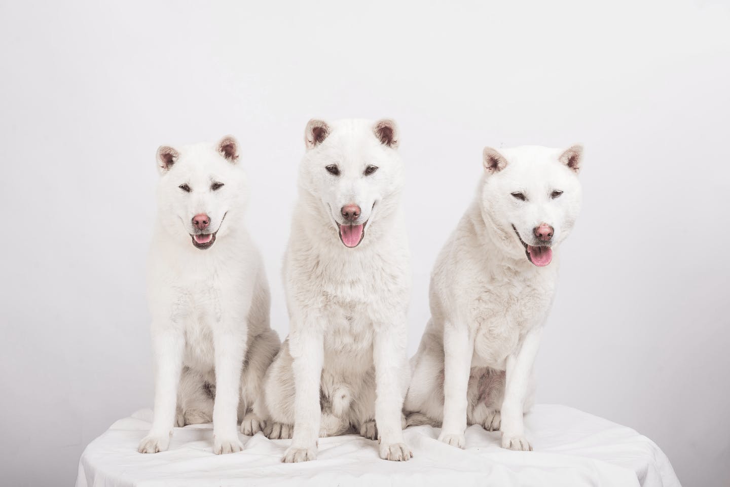 紀州犬の毛色の種類、被毛、外貌の特徴は？ 