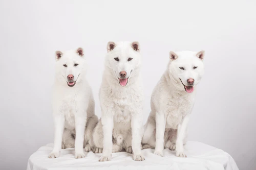 紀州犬の性格や特徴は？飼い方のコツや寿命などについて解説【獣医師