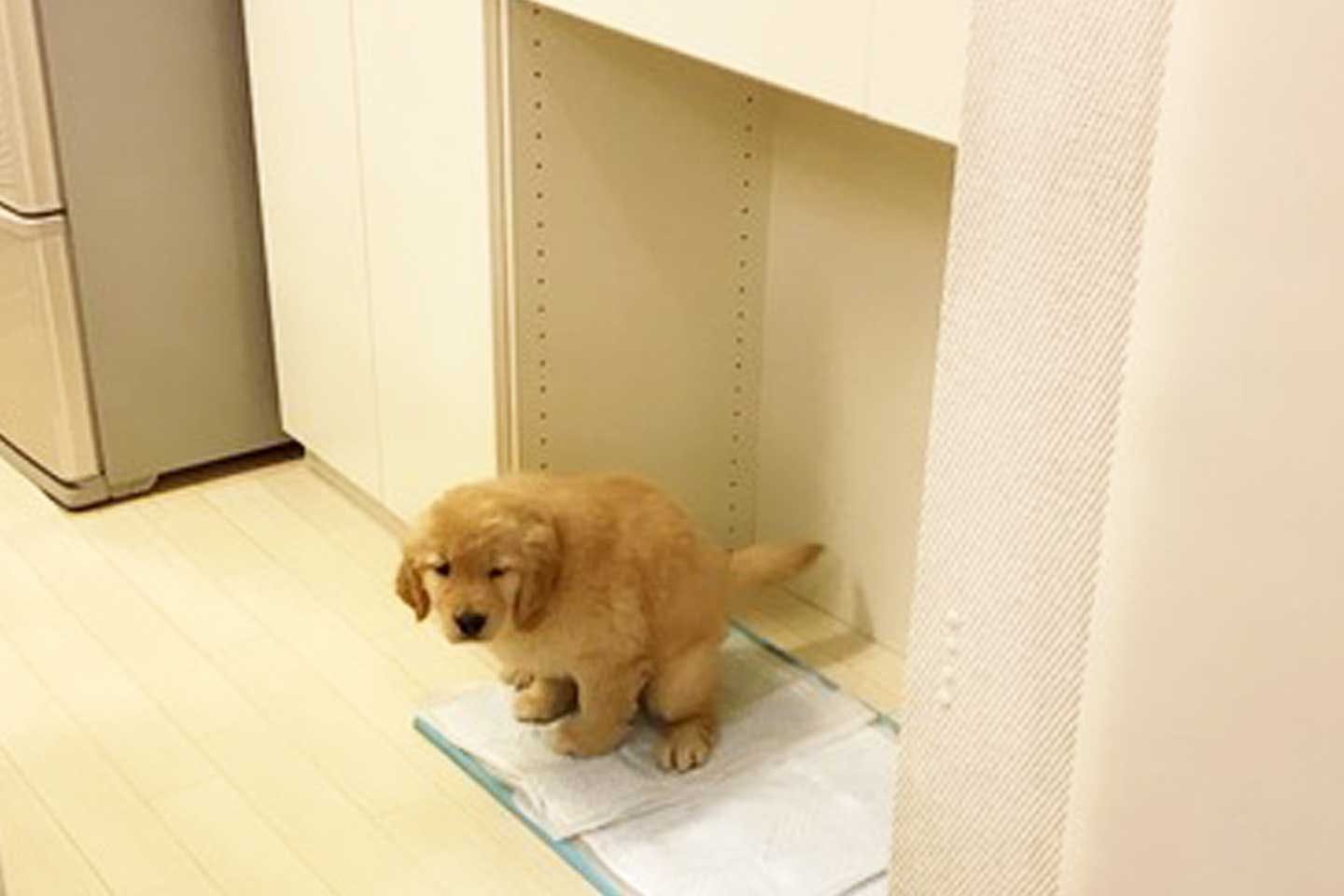 家に来た初日に、トイレシート でおしっこをしたコメちゃん 家に来た初日に、トイレシート でおしっこをしたコメちゃん