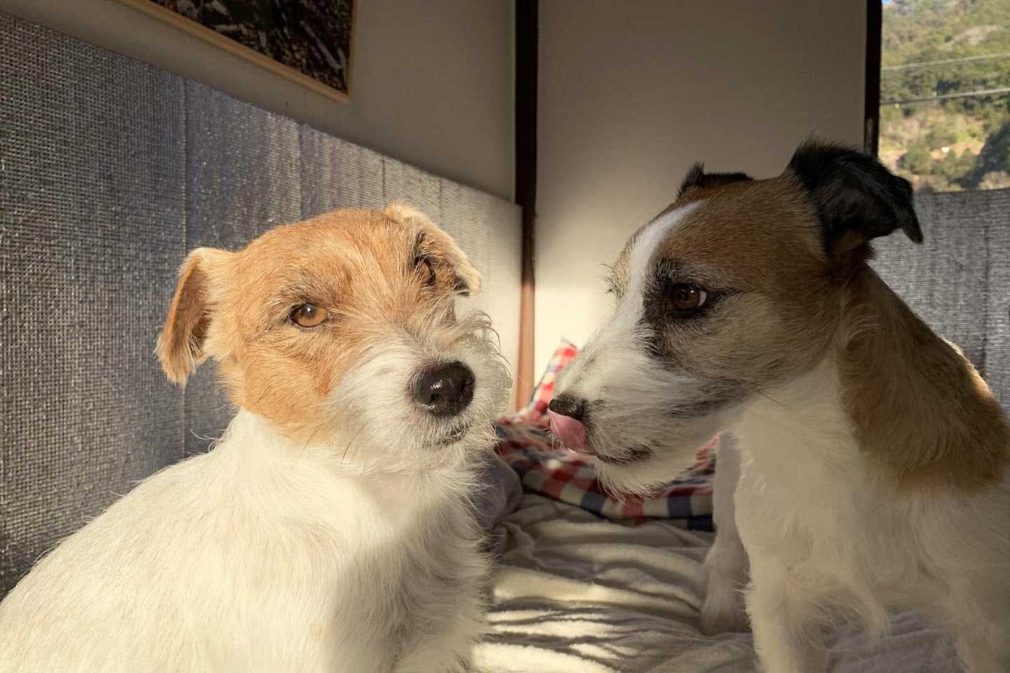 Wans Laugh(ワンズ・ラフ)の代表 小田明さんと愛犬ゲンキくんとのんきくん Wans Laugh(ワンズ・ラフ)の代表 小田明さんと愛犬ゲンキくんとのんきくん