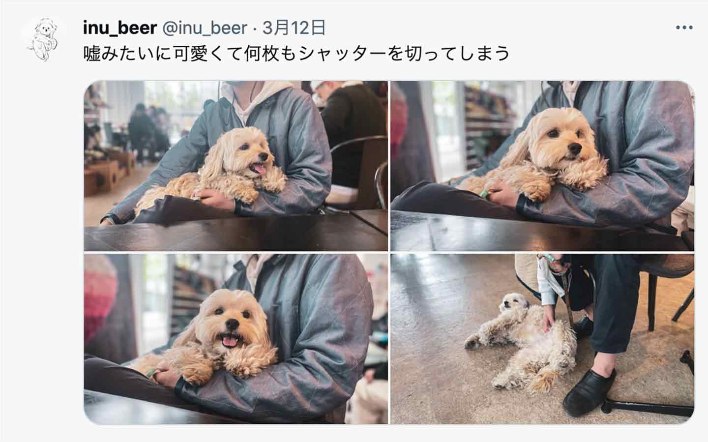 毎秒可愛すぎる…愛犬の日記代わりにSNSアカウントを開設