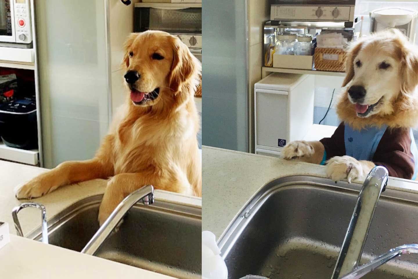 キッチンカウンターに手をかけ、食べ物を探す愛犬 キッチンカウンターに手をかけ、食べ物を探す愛犬