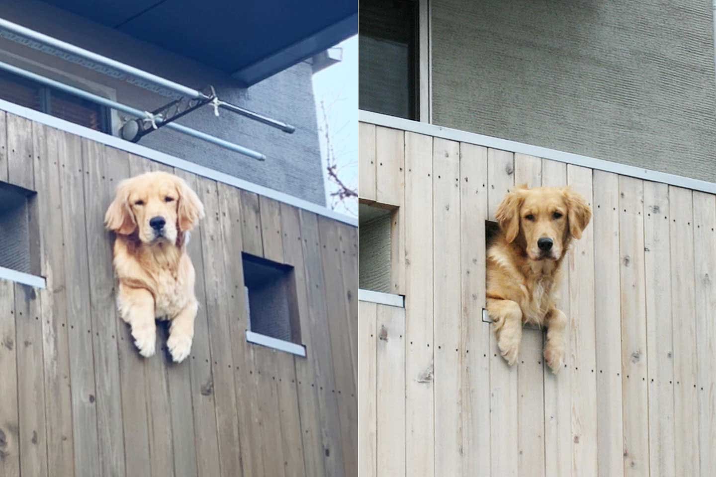 ベランダの穴から顔だして外を覗く愛犬