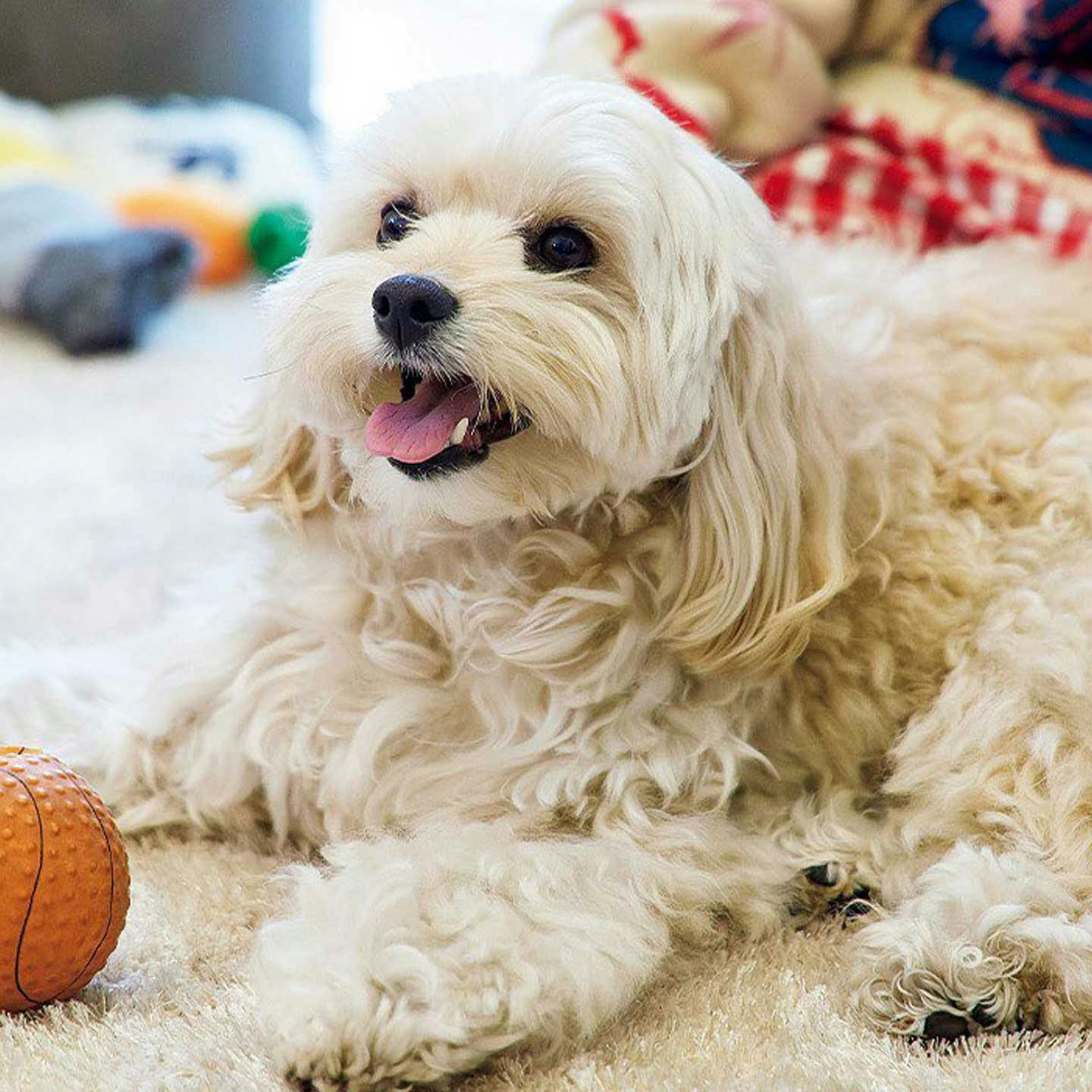 イラストレーターの大河紀さんの愛犬コッカプーの愛犬・ビールくん