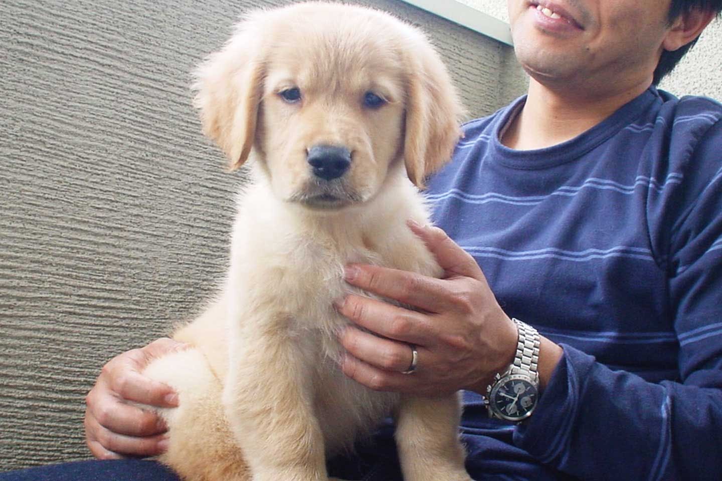 ゴールデンレトリバー・エフちゃんの子犬期