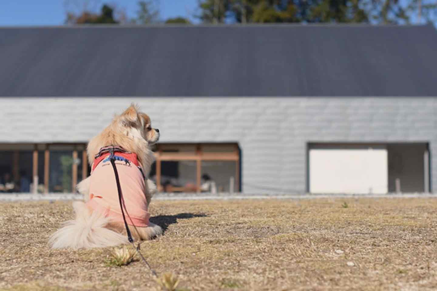 「どんな出会いでも愛おしい存在」保護犬も選択肢のひとつに 「どんな出会いでも愛おしい存在」保護犬も選択肢のひとつに