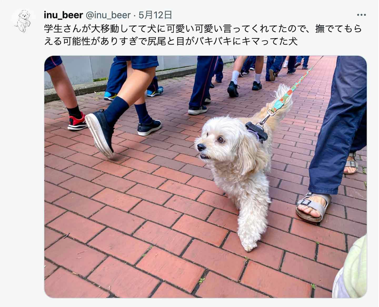人に撫でられることが大好きなコッカプーのビールくん 人に撫でられることが大好きなコッカプーのビールくん