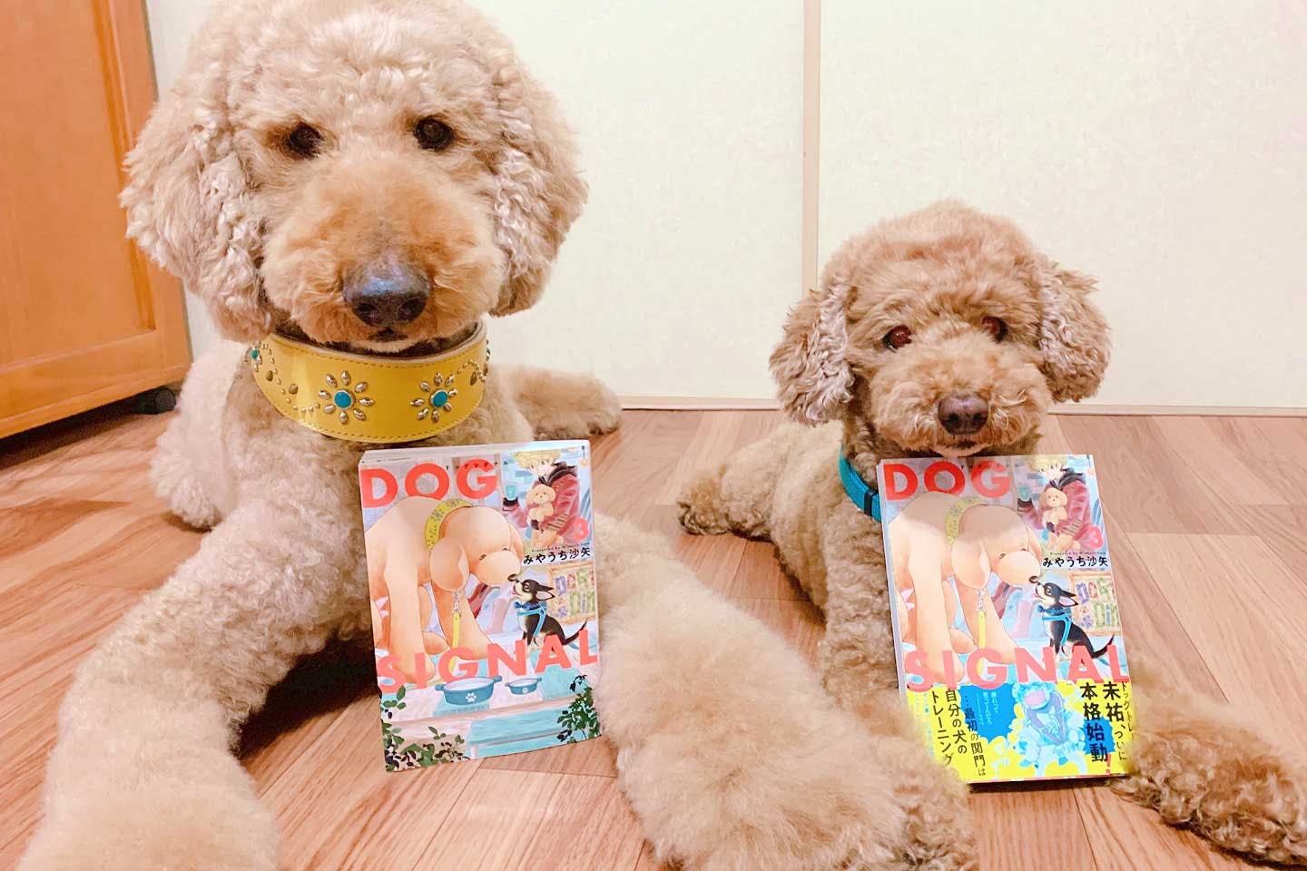 みやうち沙矢さんの愛犬の坊ちゃんと兄くんと『DOG SIGNAL』 みやうち沙矢さんの愛犬の坊ちゃんと兄くんと『DOG SIGNAL』