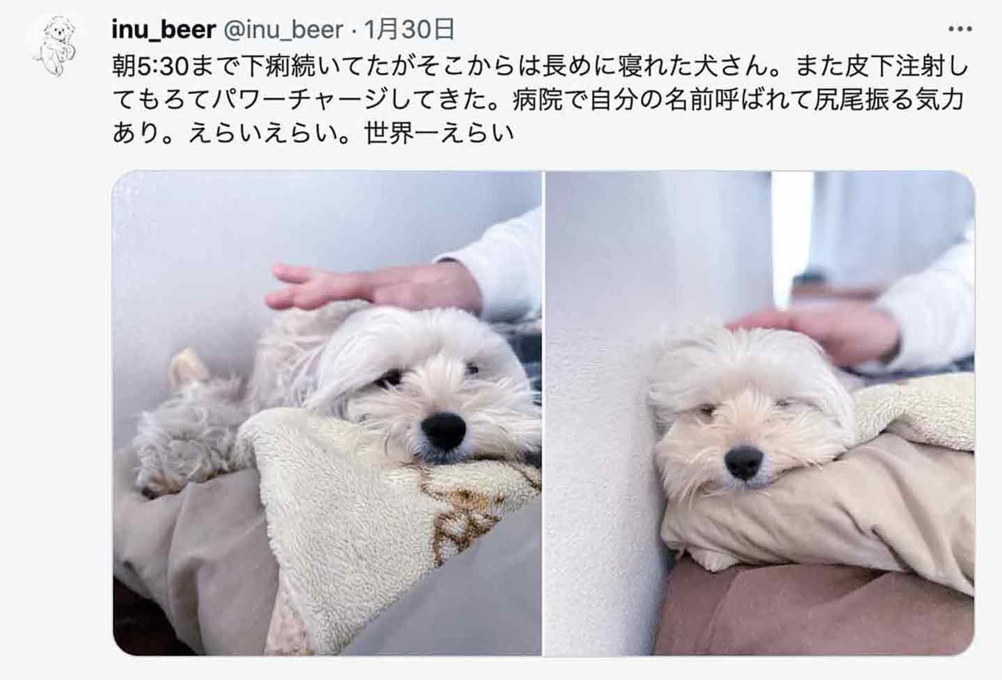 愛犬が体調不良の夜。SNSに励ましの声やたくさんのアドバイス