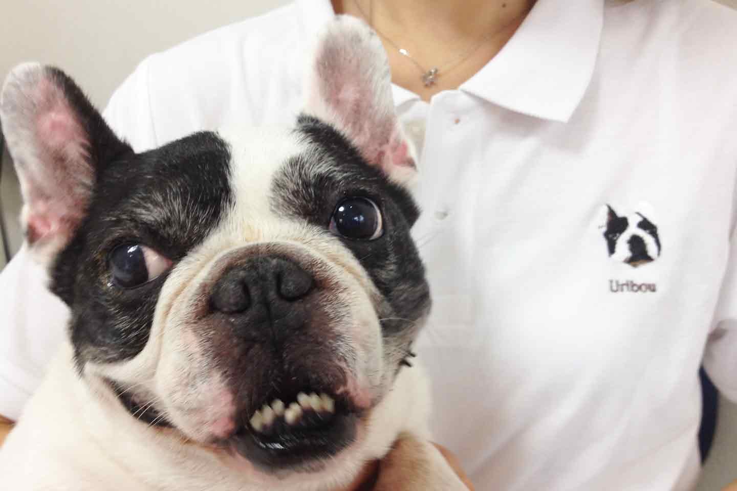 愛犬の顔を刺しゅうしたポロシャツ