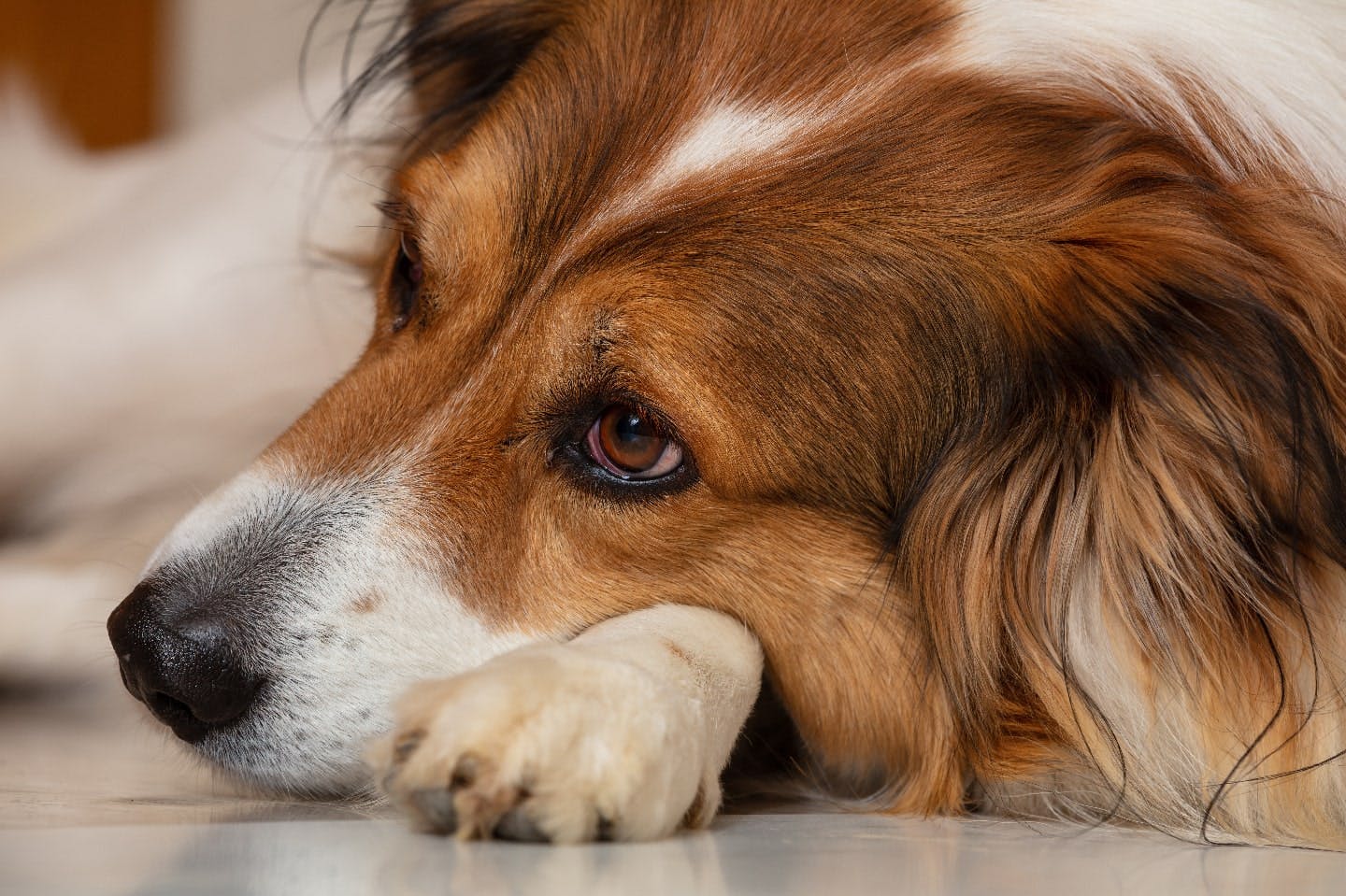 犬の低血糖は、早急な治療が重要。病気の原因や症状、命を守る応急処置や予防方法を解説