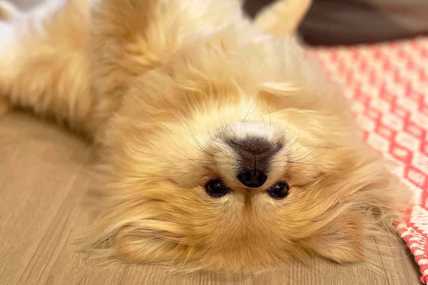 食糞癖があった、愛犬・ちゃこちゃん 食糞癖があった、愛犬・ちゃこちゃん