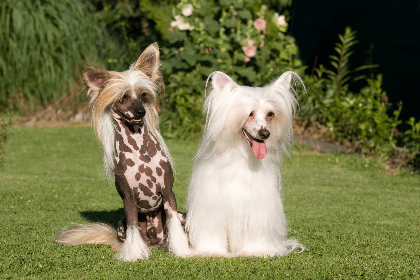 チャイニーズ・クレステッド・ドッグの毛色や種類、被毛、外貌の特徴