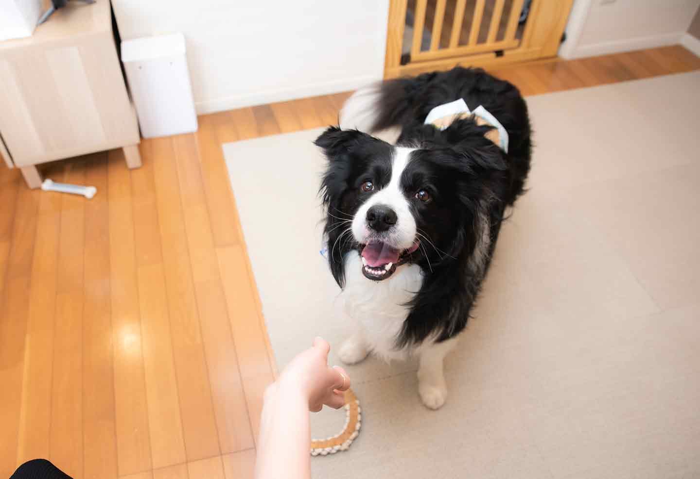 ただの癒される存在じゃない。犬も子どもを育てるのと同じ