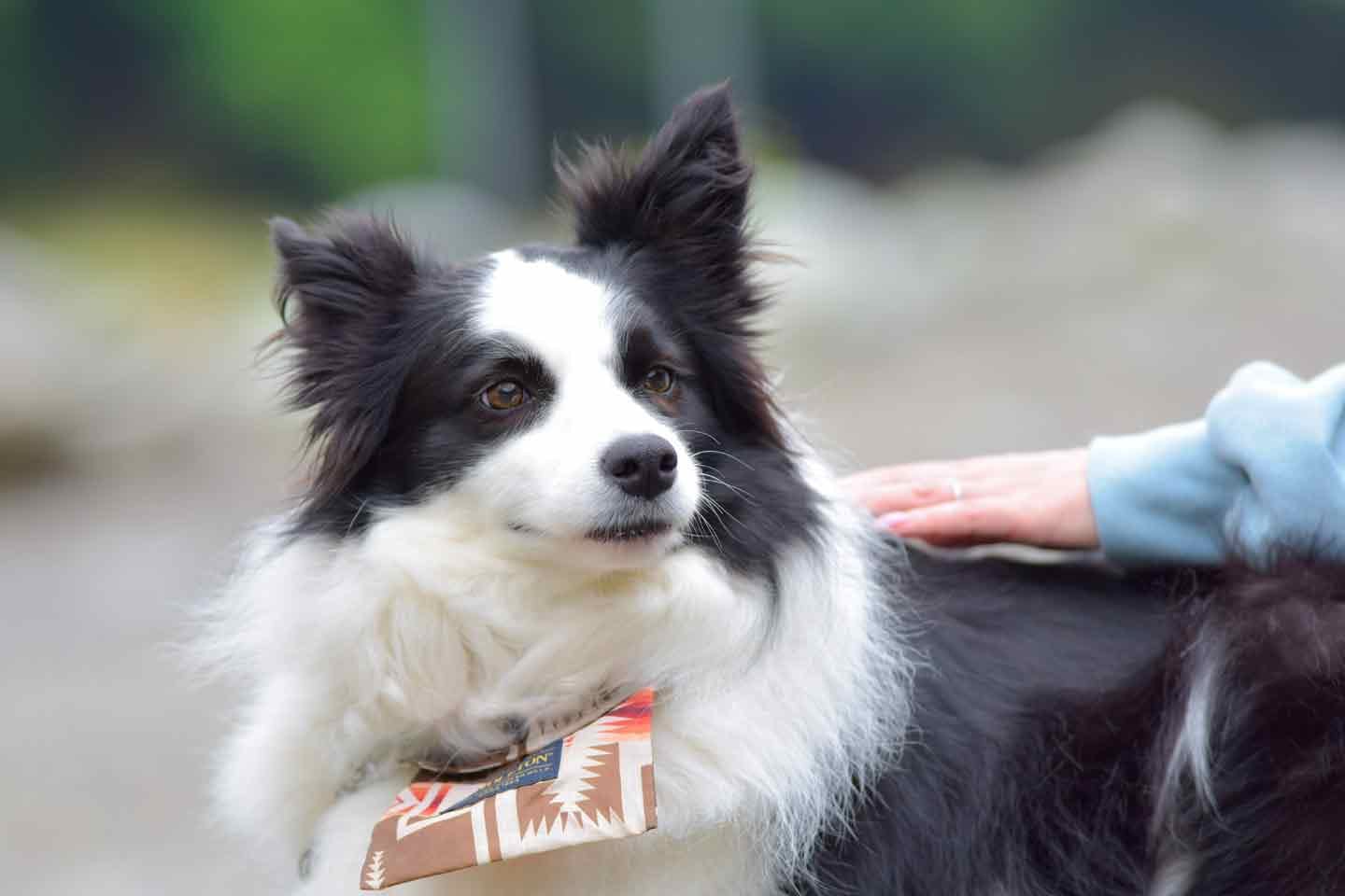 愛犬と一緒に日本各地へ！」キャンプ女子の森風美さんとボーダーコリー・どんちゃんのふたり旅【ワンフルエンサーインタビュー】|ワンクォール