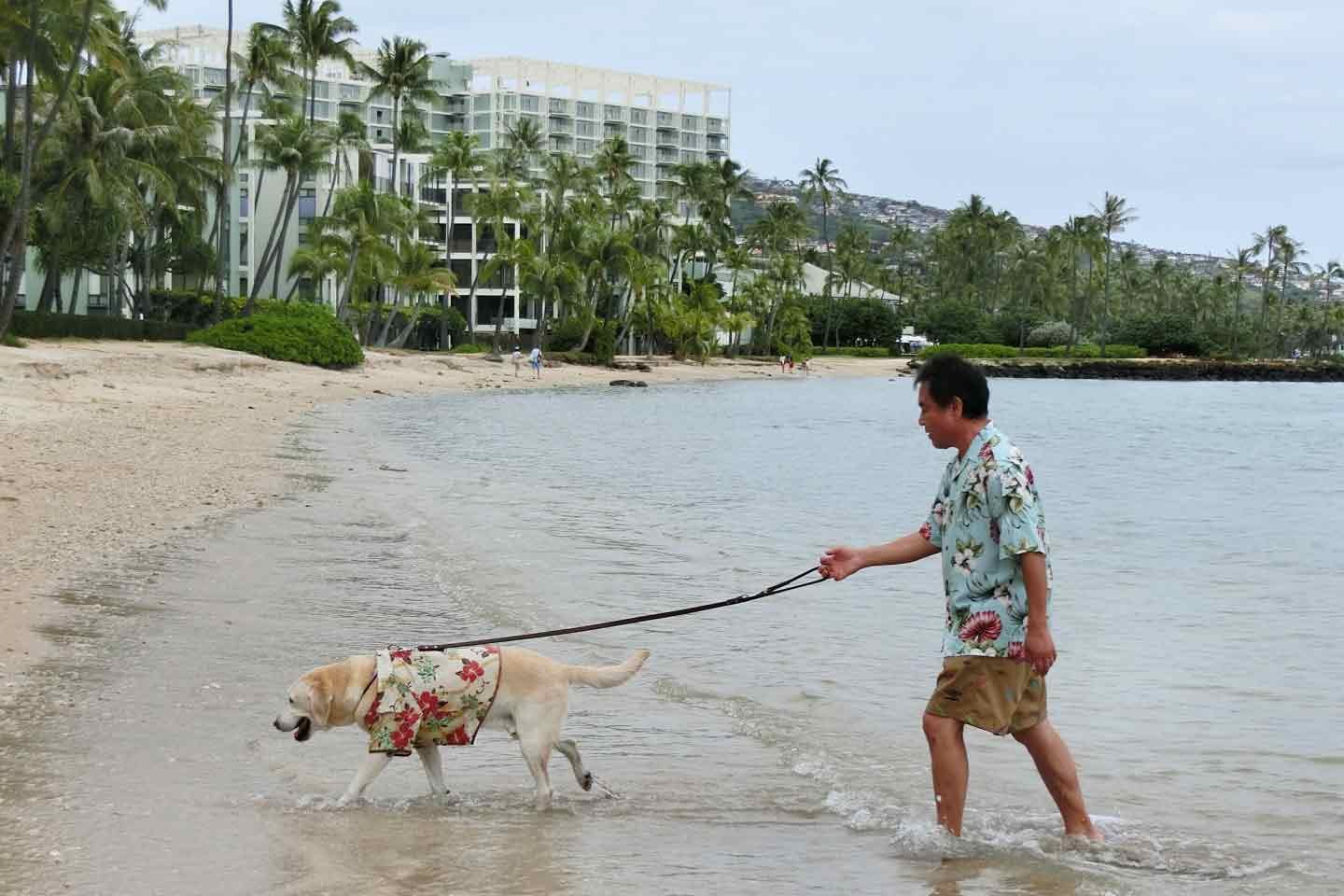 盲導犬サファイアと一緒に行ったハワイ旅行