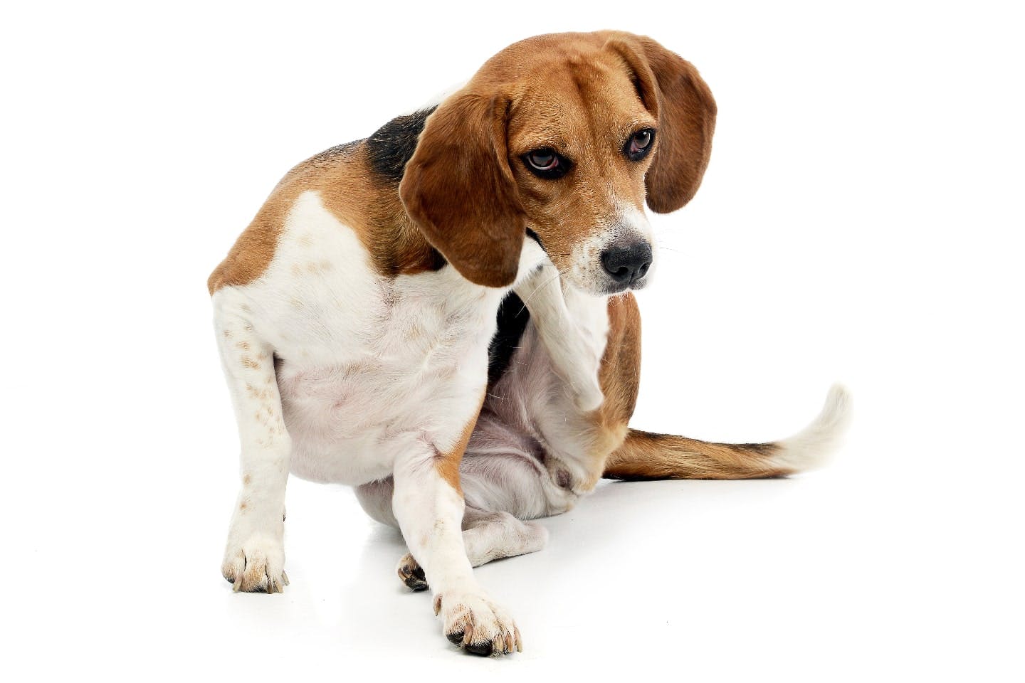 犬の食物アレルギーに注意？なりやすい食べ物や治療、予防方法を解説！