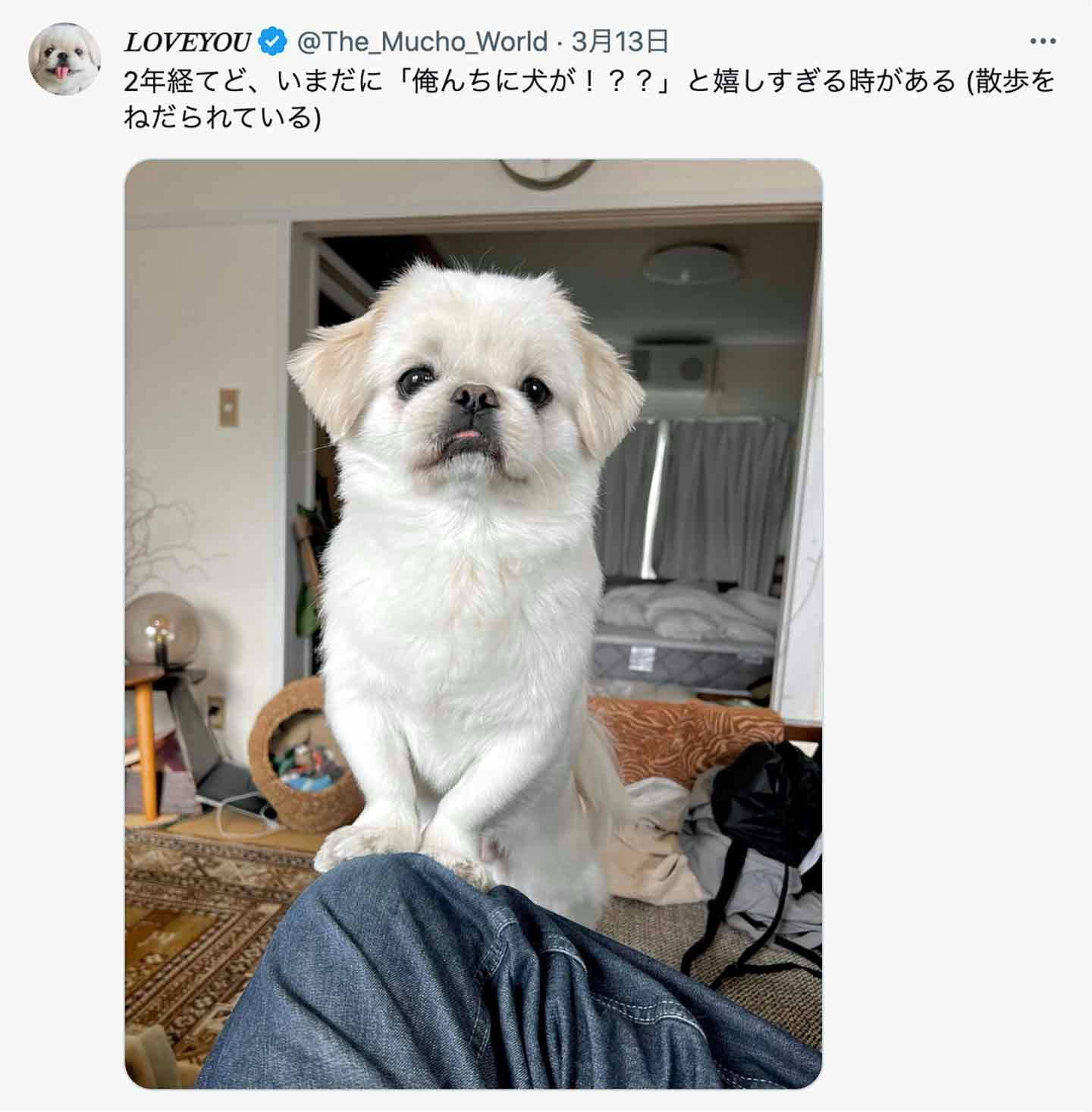 LOVEYOUさんと愛犬・ペキニーズのムーチョの愛に溢れた投稿