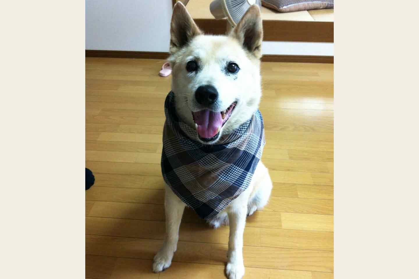 かもしかさんの先代犬〜ちゃん