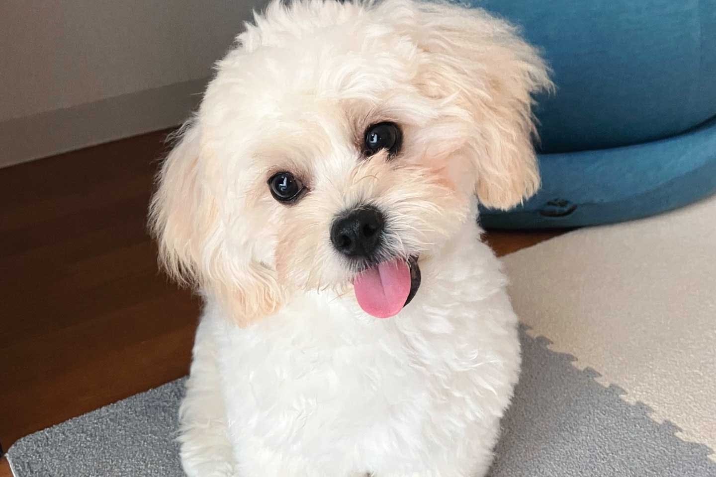 まるで子育てのような大変さ。愛犬のお世話としつけに追われる日々 まるで子育てのような大変さ。愛犬のお世話としつけに追われる日々