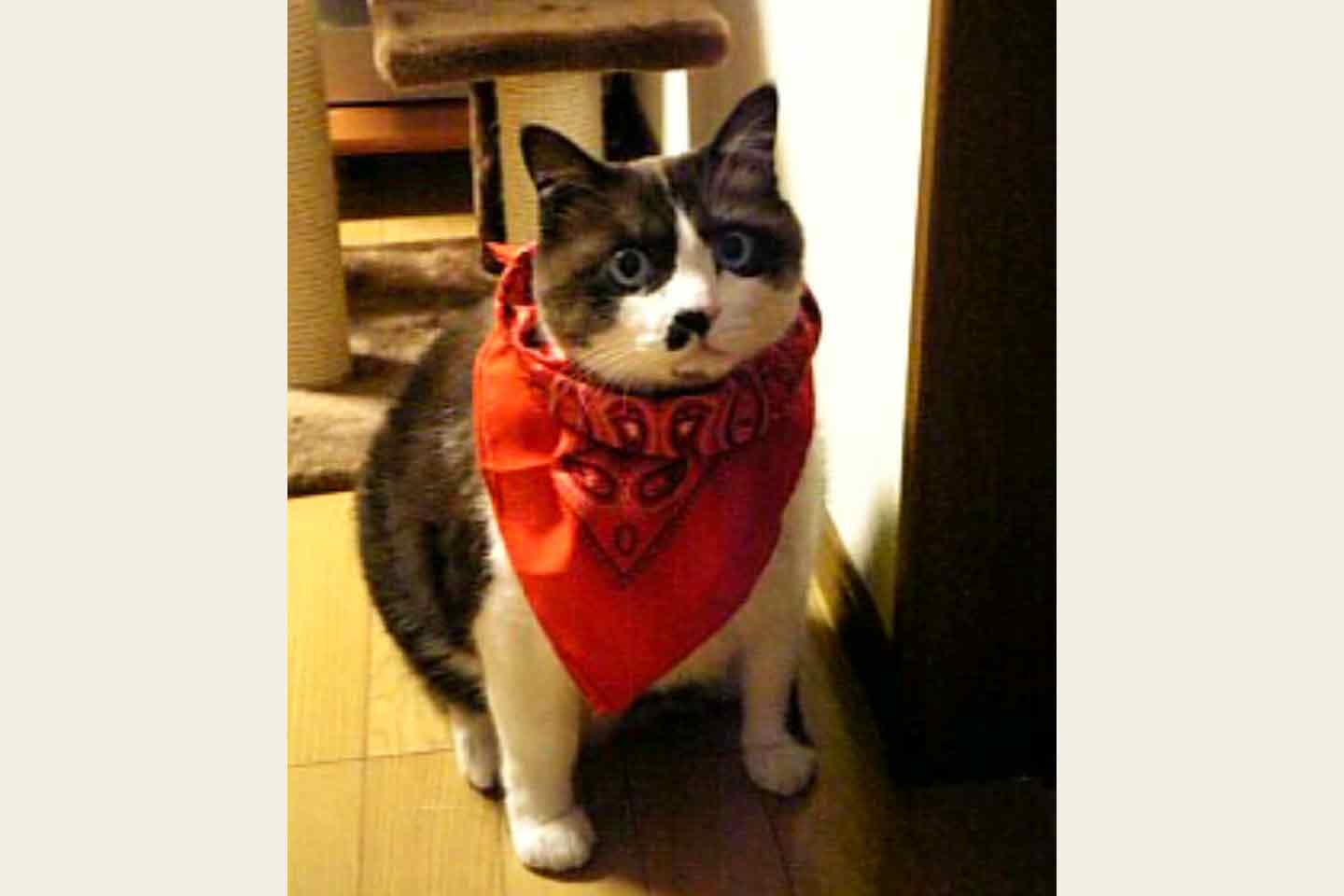 かもしかさんのお母さんが飼っていた猫〜ちゃん かもしかさんのお母さんが飼っていた猫〜ちゃん