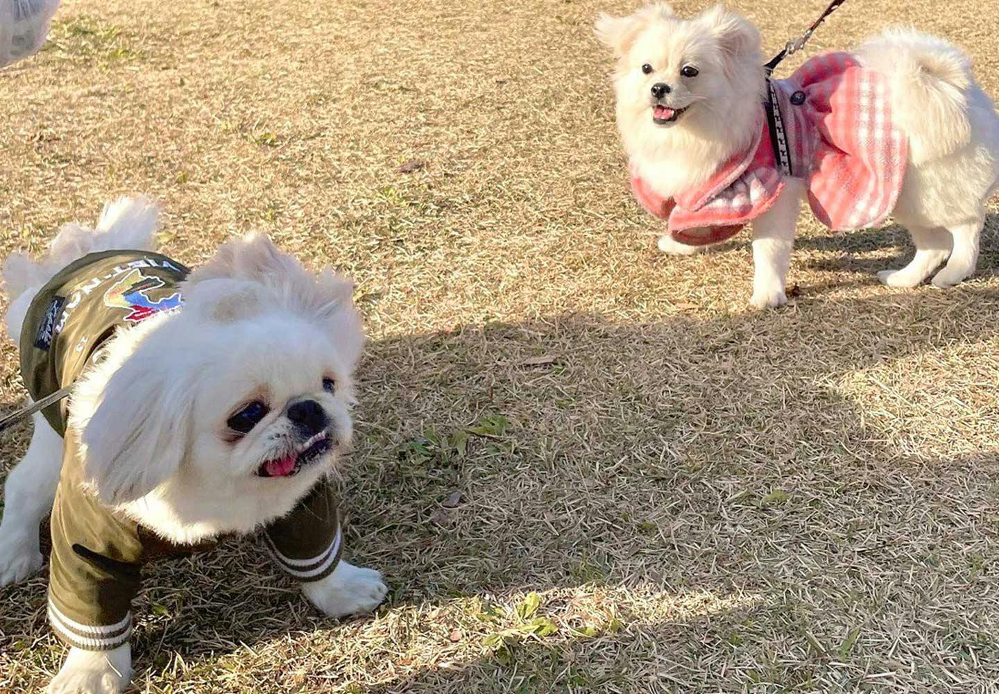 他の犬が近くに来ると怖がる、臆病な性格のムーチョ 他の犬が近くに来ると怖がる、臆病な性格のムーチョ