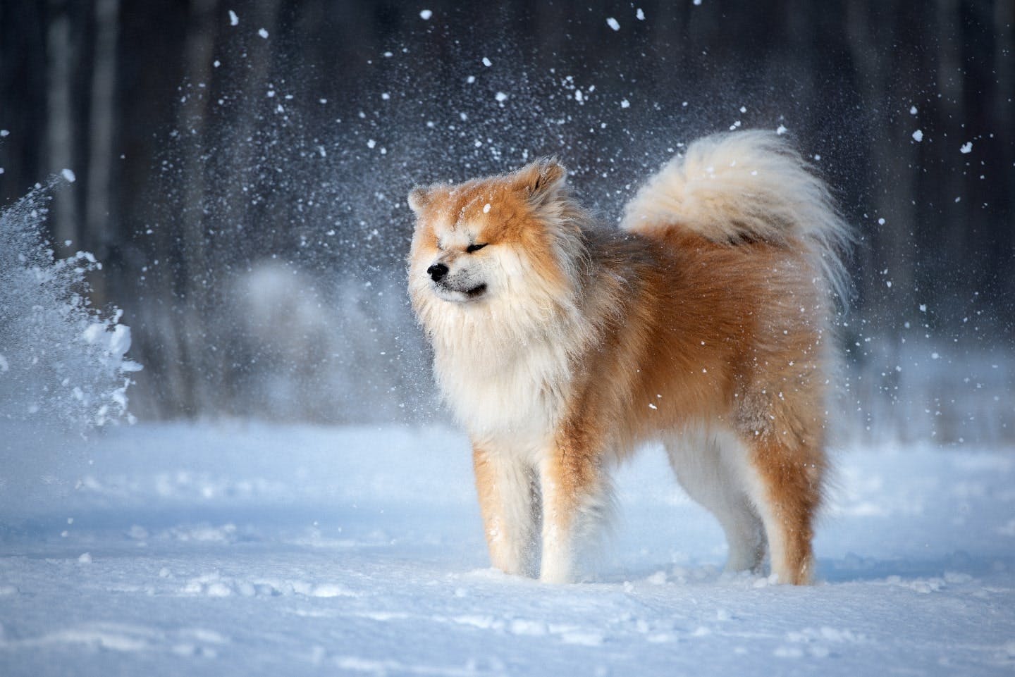 北海道や東北で犬を飼いたい！ 寒さに強い犬種13選