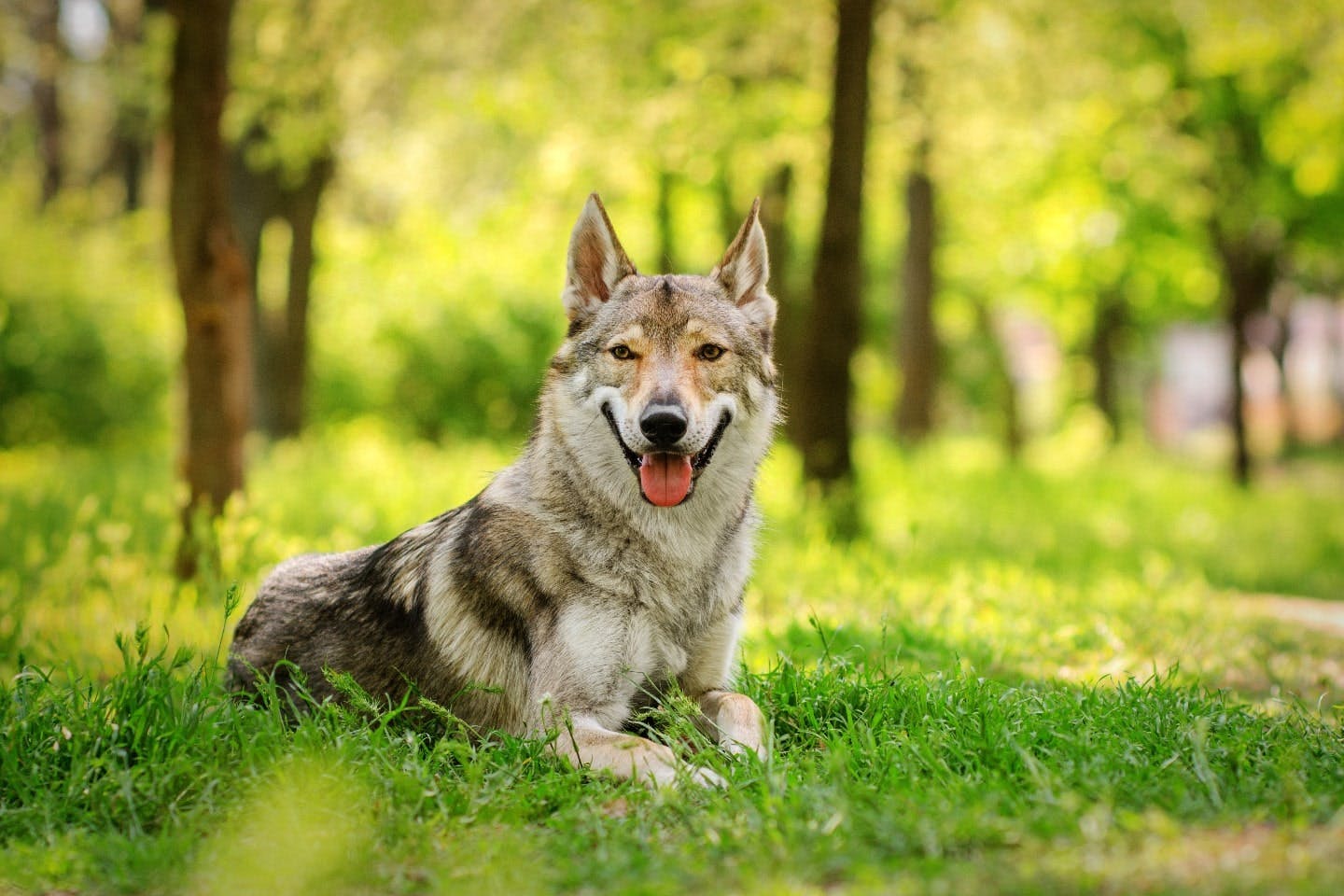 狼と犬の関係とは？ 違いやルーツ、狼に似たウルフドッグを紹介