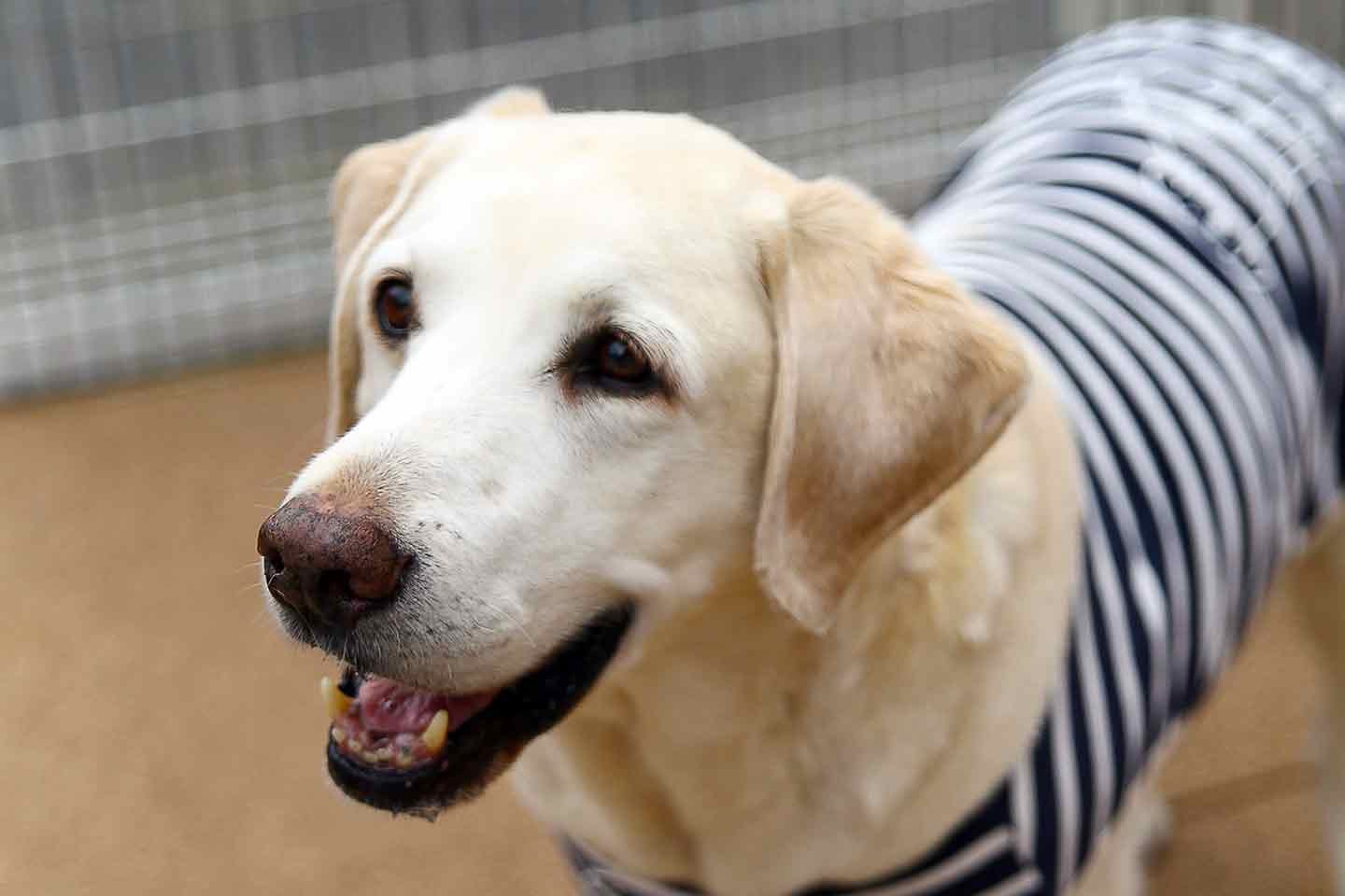 谷口さんの盲導犬サファイア(ゴールデンレトリバー ) 谷口さんの盲導犬サファイア(ゴールデンレトリバー )