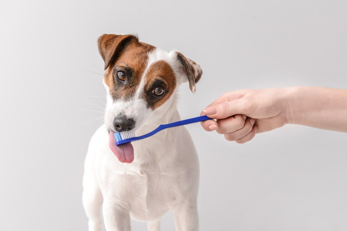 子犬の歯磨きは乳歯が生えたら即開始！上手な慣れさせ方と嫌がるときの対処法