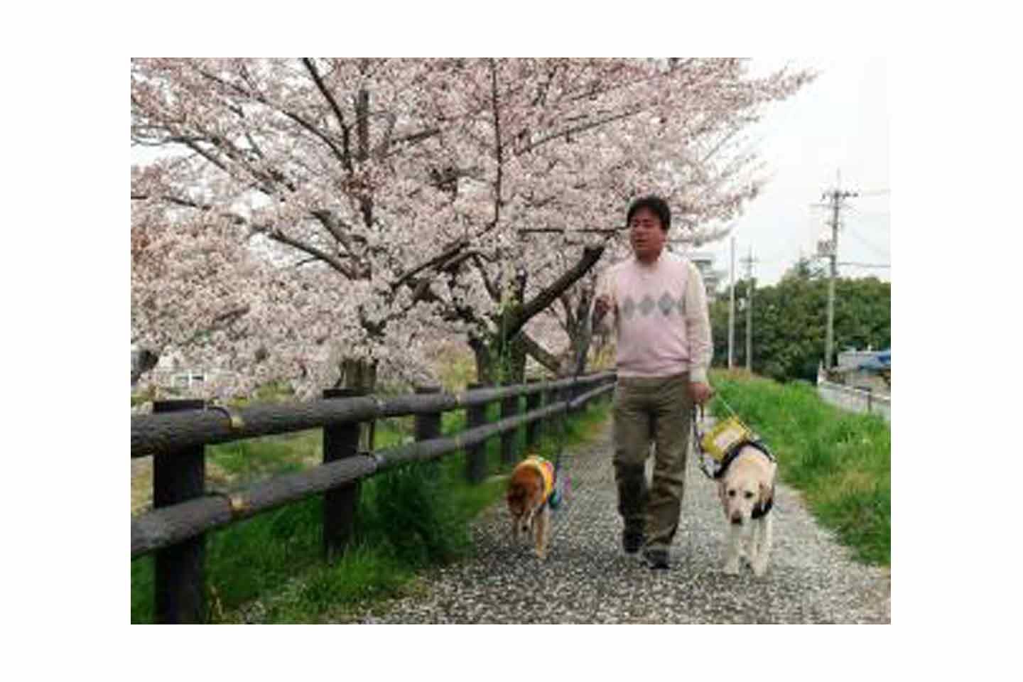 谷口さんの先住犬チャーちゃん（左）と盲導犬サファイア（右）