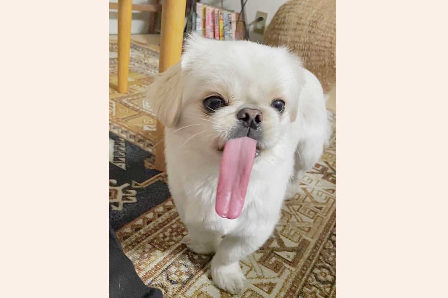 舌が長いムーチョ 舌が長いムーチョ