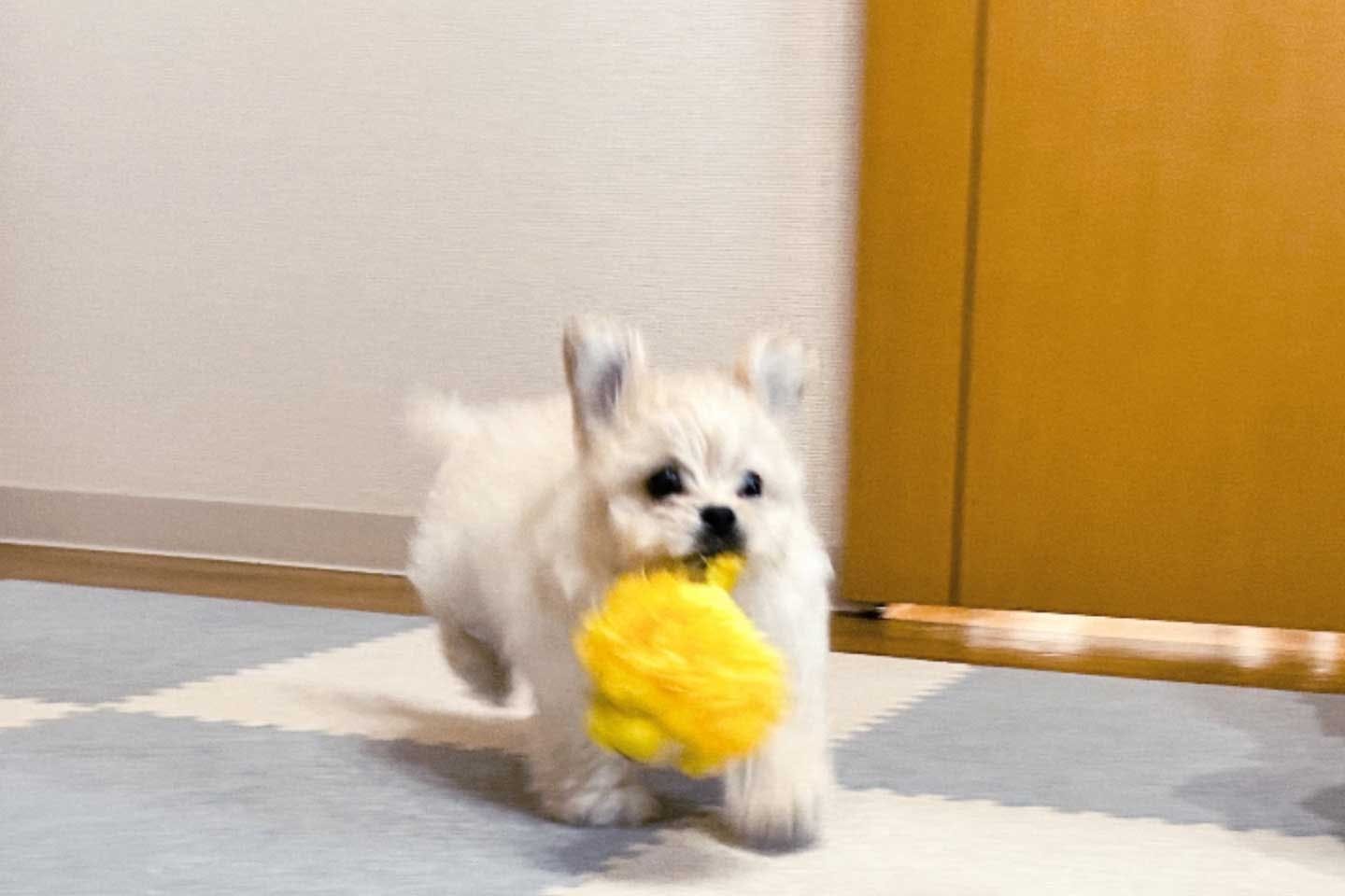 部屋の中でも爆走する愛犬ぼのくん 部屋の中でも爆走する愛犬ぼのくん