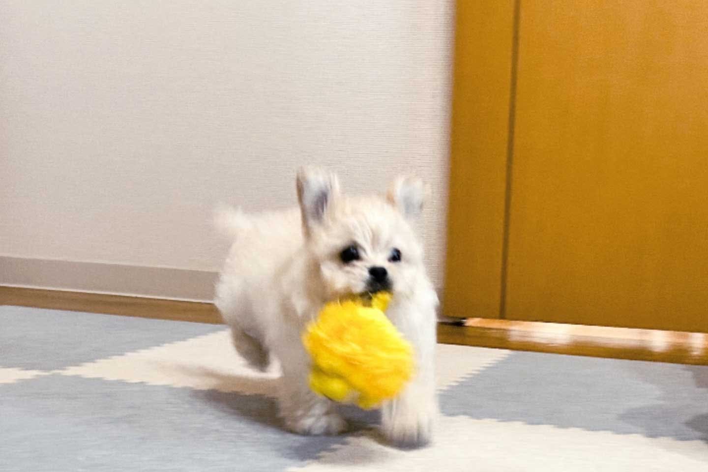 部屋の中でも爆走する愛犬ぼのくん