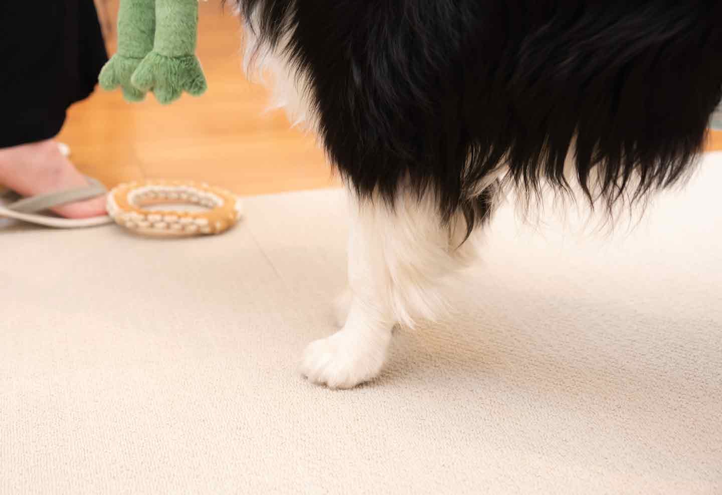 「犬がいる方が幸せ」靴下のような足の模様に一目ぼれ