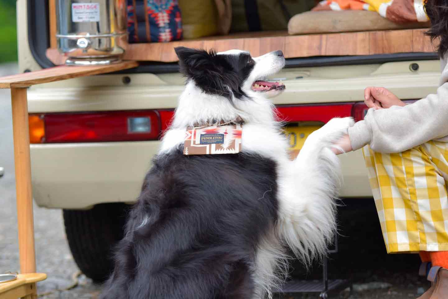 ボーダーコリーのどんちゃん　頭がいい犬種