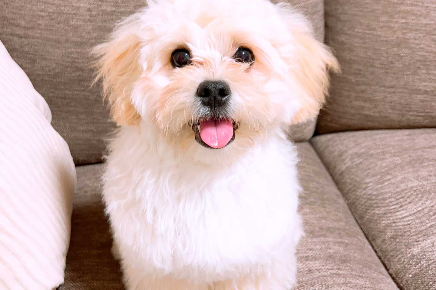 かけた分だけ愛情が返ってくる。愛犬の存在が仕事の活力に かけた分だけ愛情が返ってくる。愛犬の存在が仕事の活力に