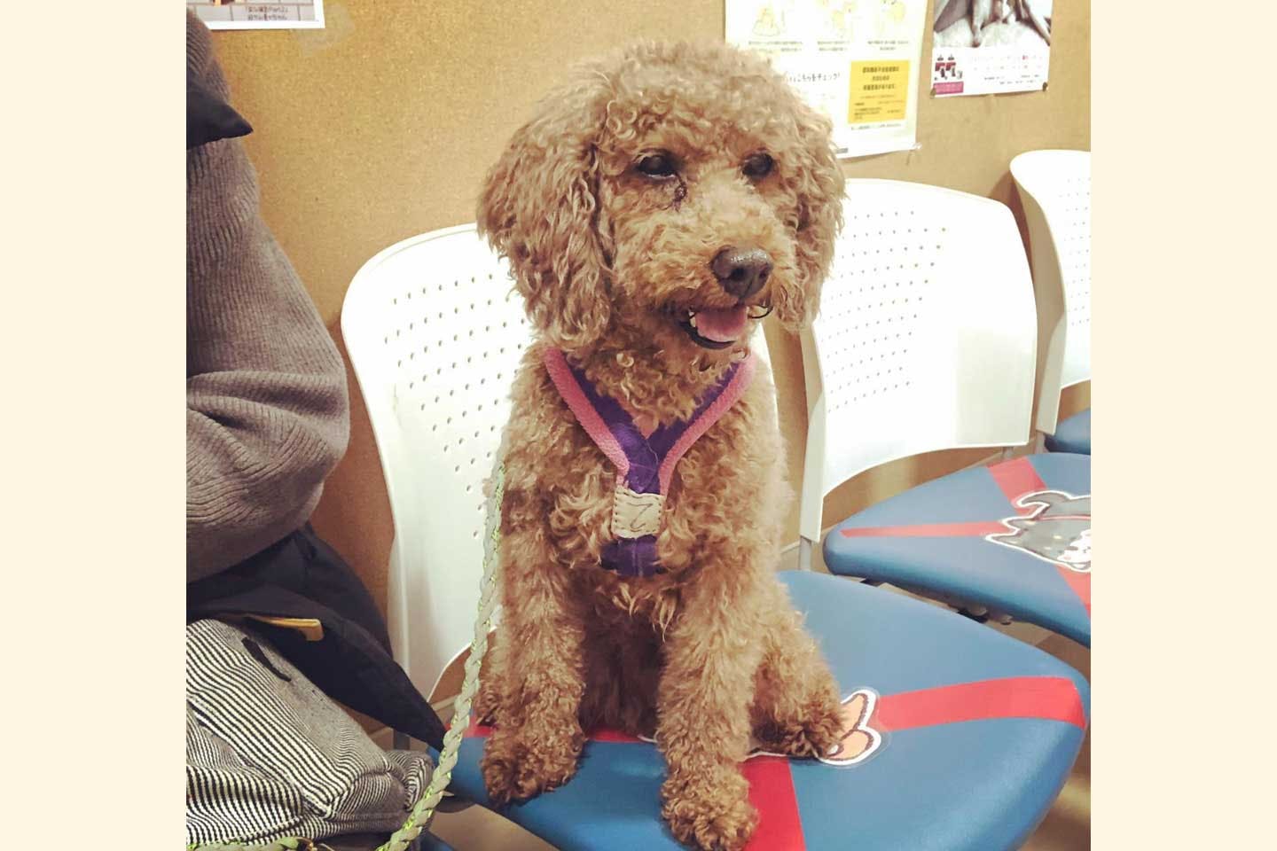 元咬傷犬だった、高橋さんのもう1匹の愛犬・ステン君 元咬傷犬だった、高橋さんのもう1匹の愛犬・ステン君