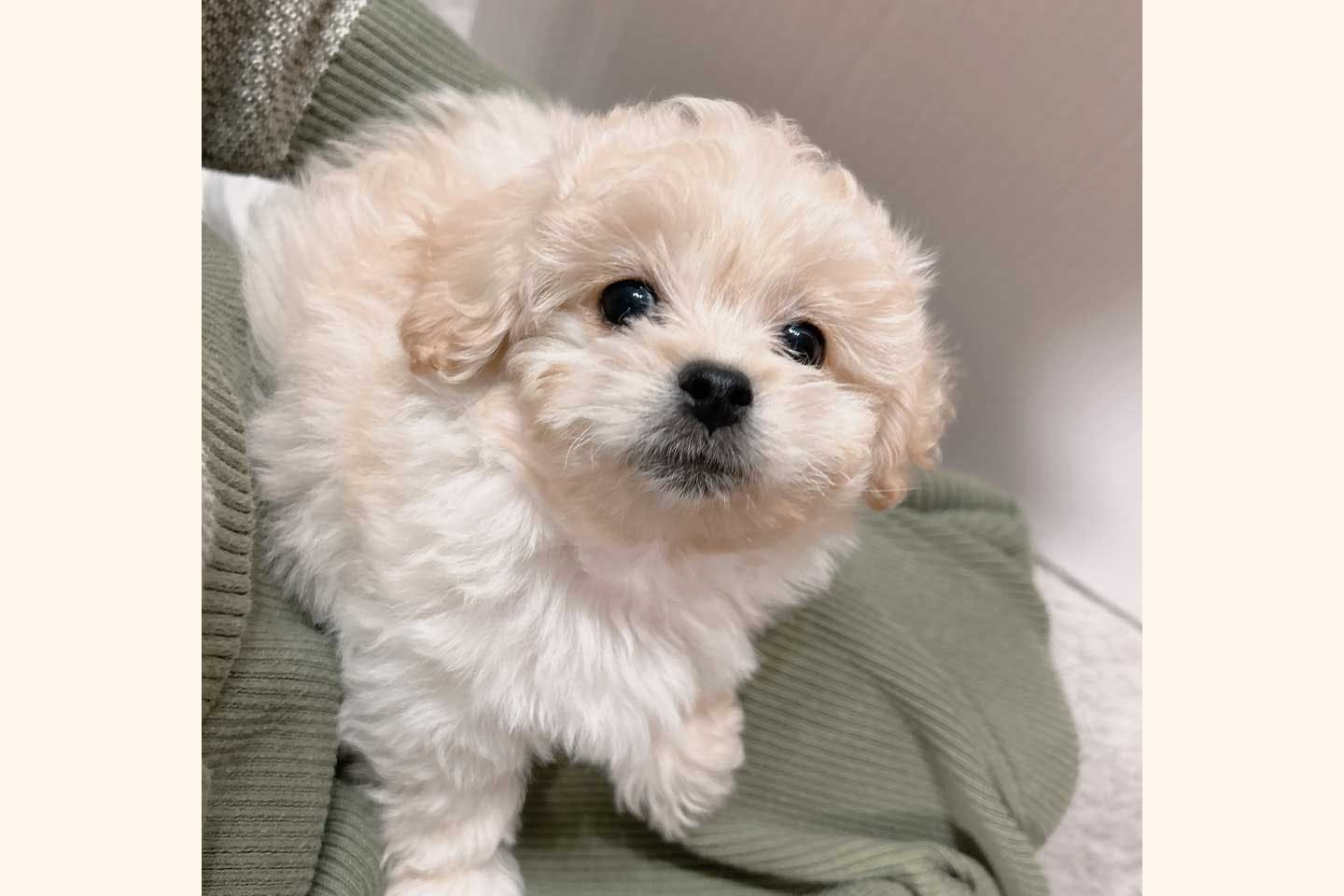 お迎えしたばかりの頃の愛犬・ぼのくん(ペキニーズ×プードル) お迎えしたばかりの頃の愛犬・ぼのくん(ペキニーズ×プードル)