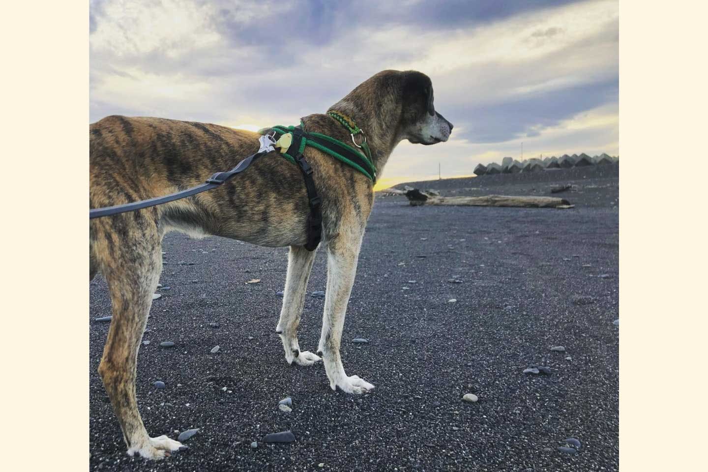 東北大震災の被災犬だった、高橋さんの愛犬・ロー君 東北大震災の被災犬だった、高橋さんの愛犬・ロー君