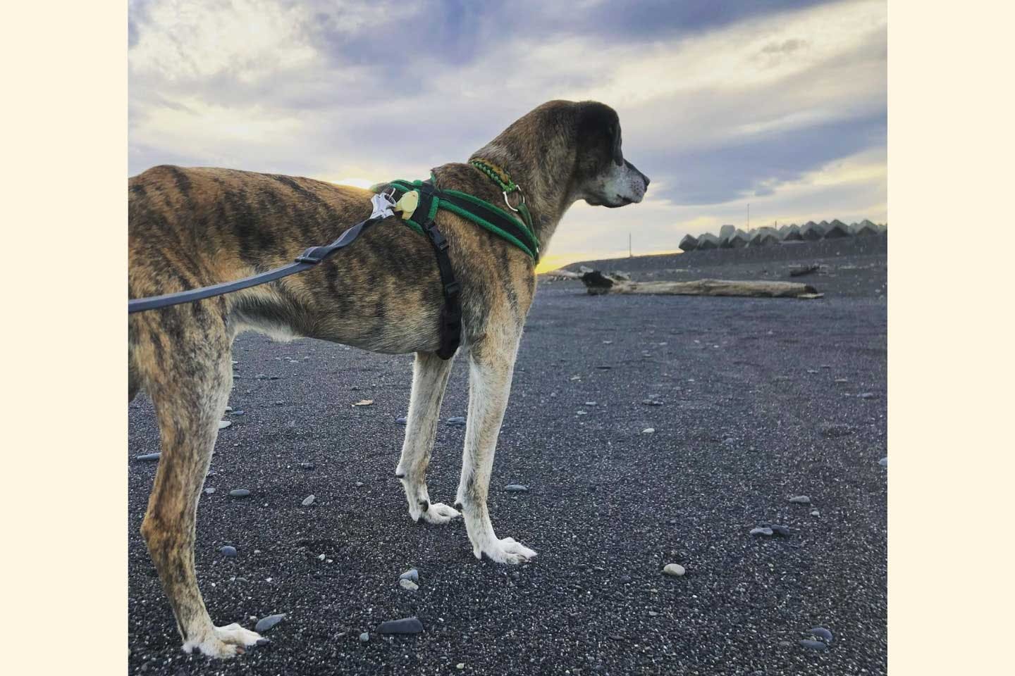 東北大震災の被災犬だった、高橋さんの愛犬・ロー君