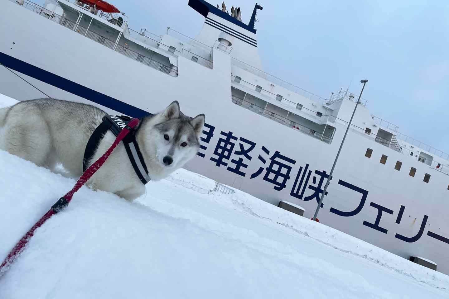 車で愛犬ユキちゃんと北海道まで旅をしたかもしかさん