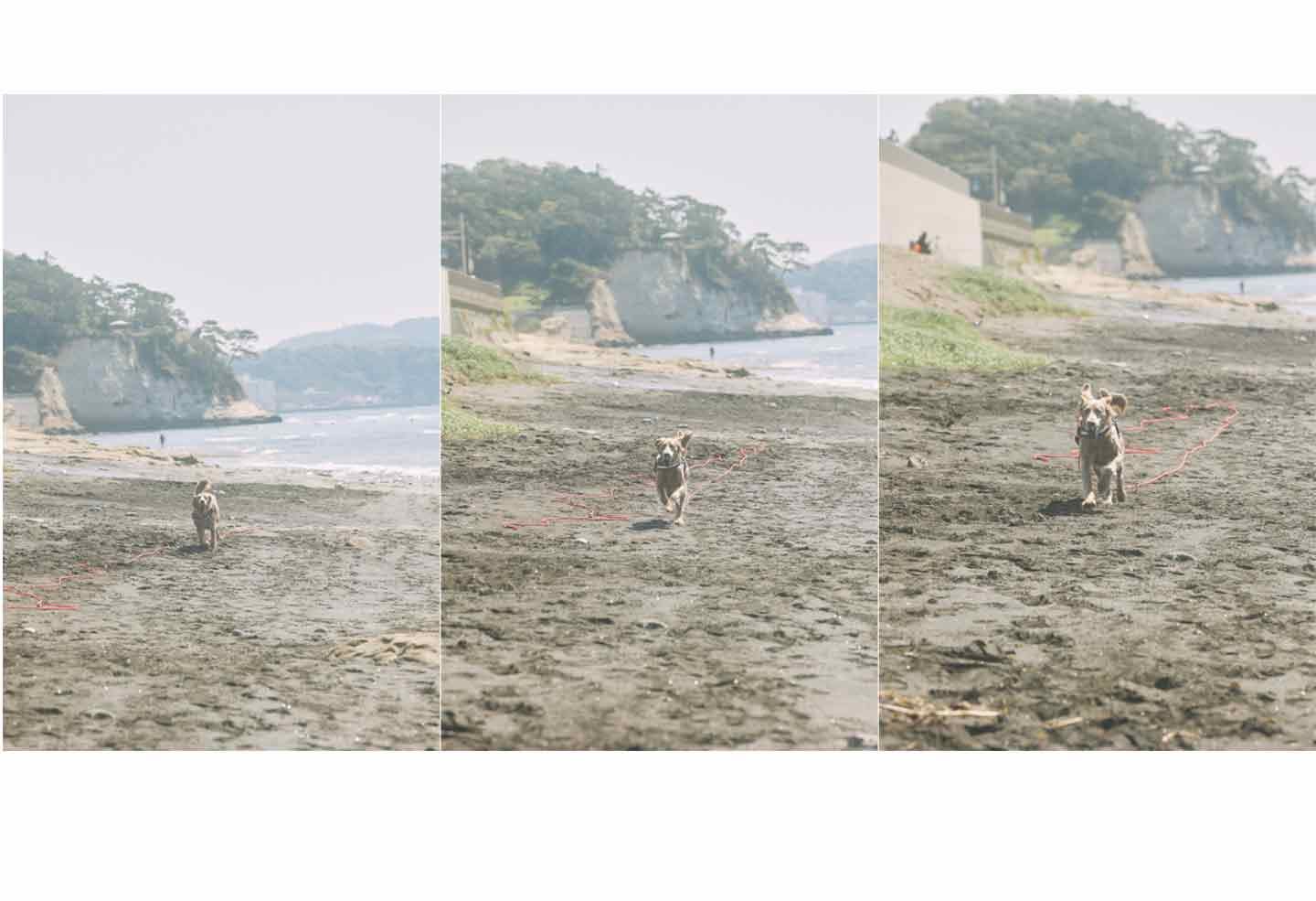 大型犬と過ごしやすい鎌倉のビーチ沿いでの暮らし