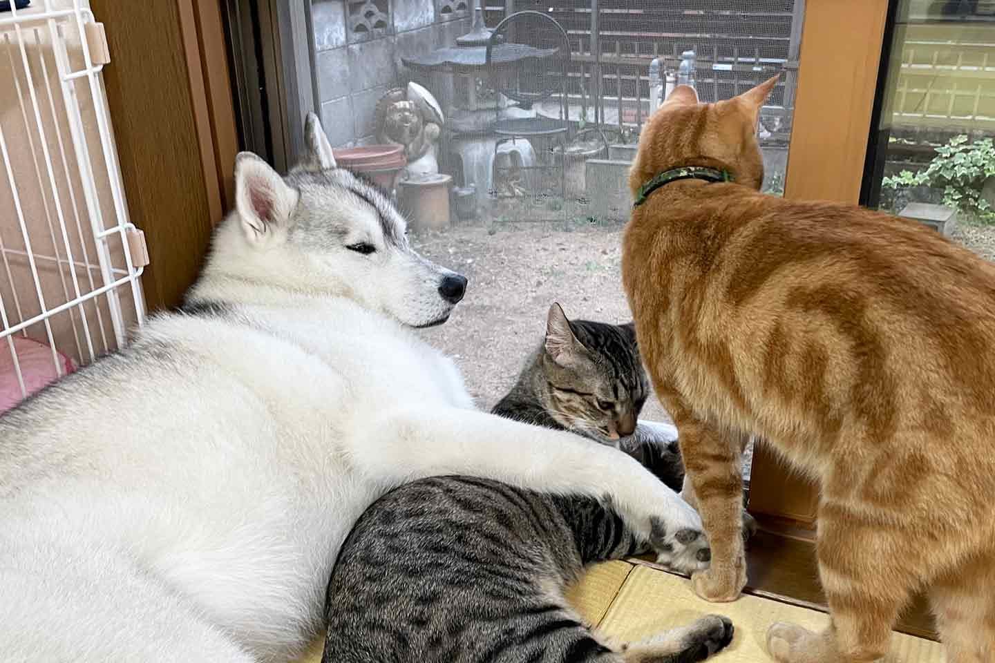 やんちゃなユキちゃんが、子猫たちの母親的存在へと成長 やんちゃなユキちゃんが、子猫たちの母親的存在へと成長