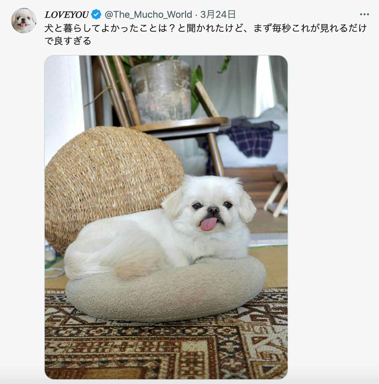 愛犬・ムーチョは無償の愛を教えてくれた、運命の家族 愛犬・ムーチョは無償の愛を教えてくれた、運命の家族