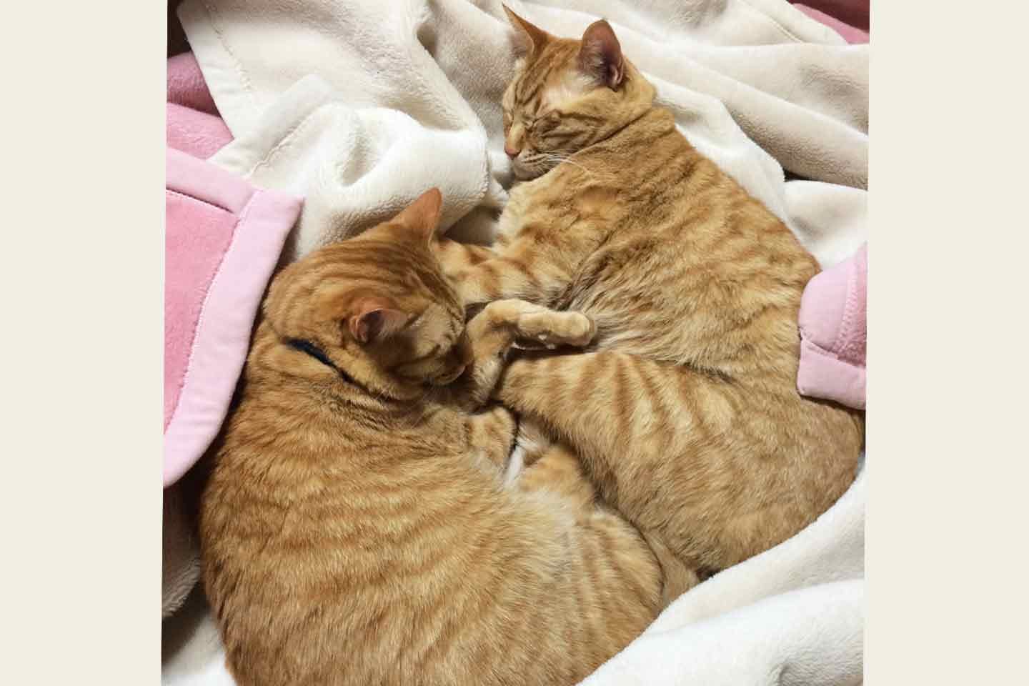 かもしかさんの愛猫 かもしかさんの愛猫
