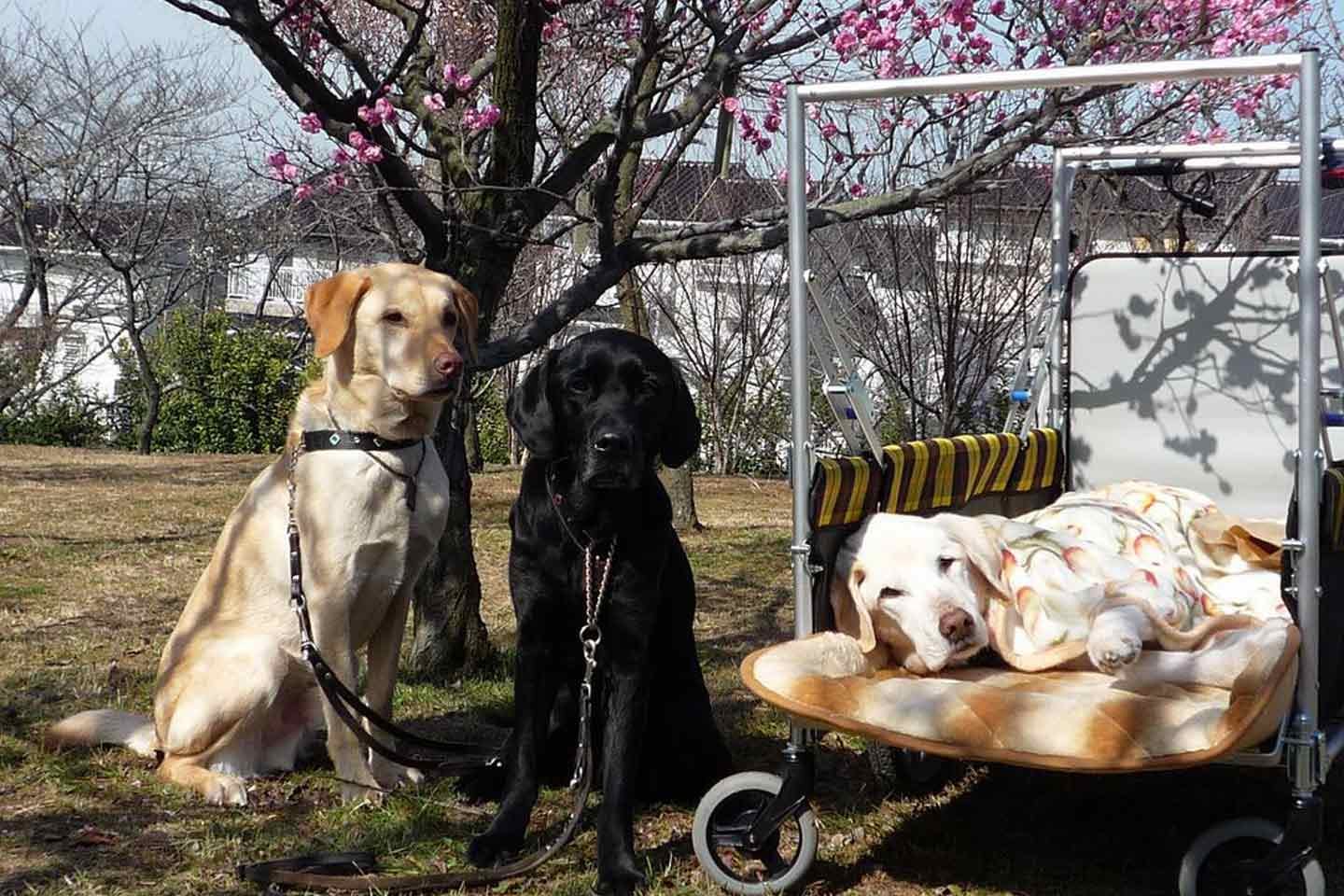 盲導犬の引退後って？  『日本サービスドッグ協会』が取り組む、補助犬のための活動