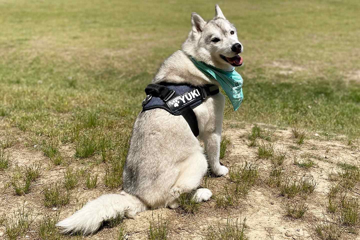 獣医師のかもしかさんの愛犬シベリアンハスキーのユキちゃん